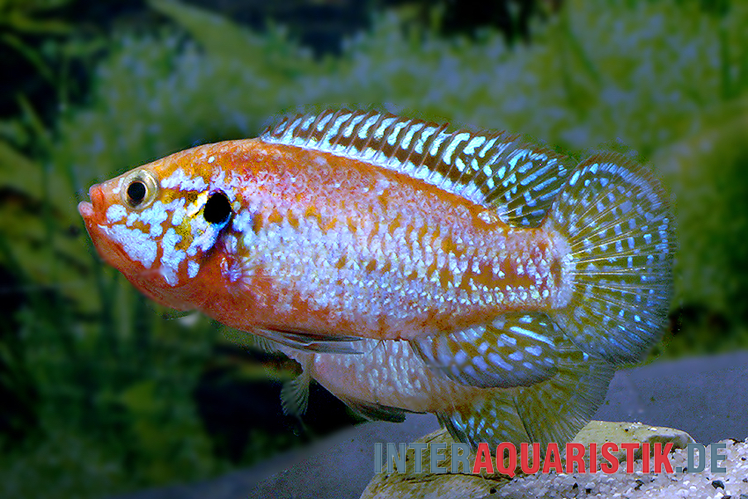 Seitliche Nahaufnahme eines bunten Zwergbuntbarschs